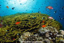 Balancing the light. Jackson reef in the Strait of Tiran,... by Vladimir Levantovsky 